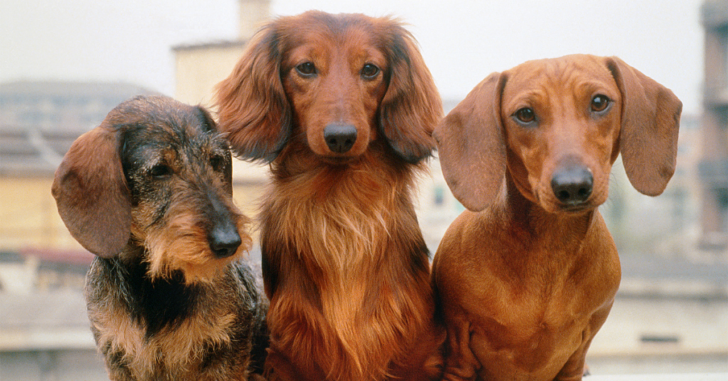Dachshunds