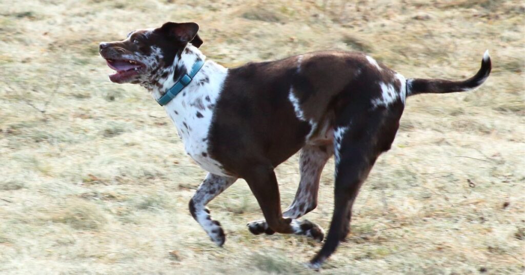 American Leopard Hound