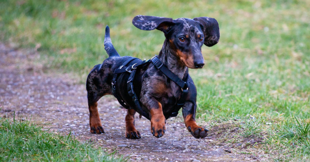 Dachshund