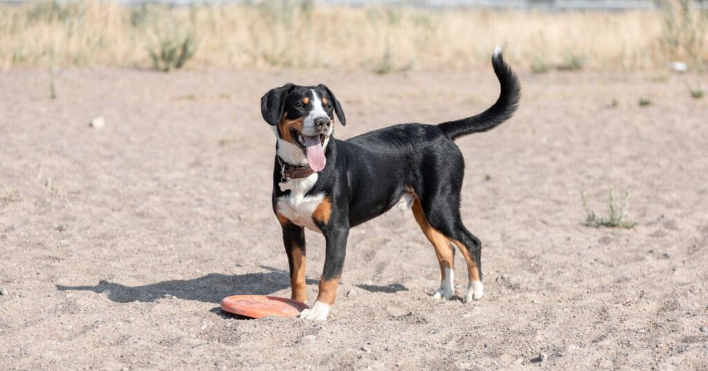 Entlebucher Mountain Dog