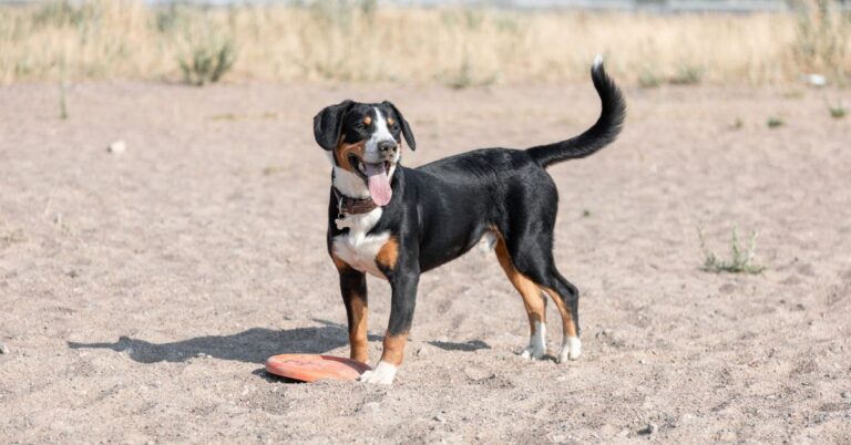 Entlebucher Mountain Dog: Small, Energetic and Loyal Swiss Herding Breed