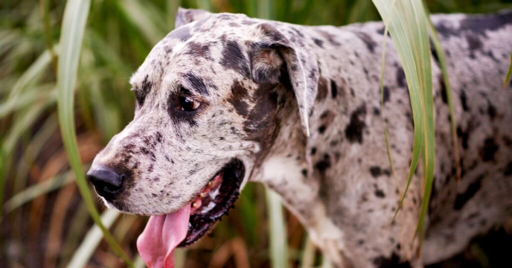American Leopard Hound
