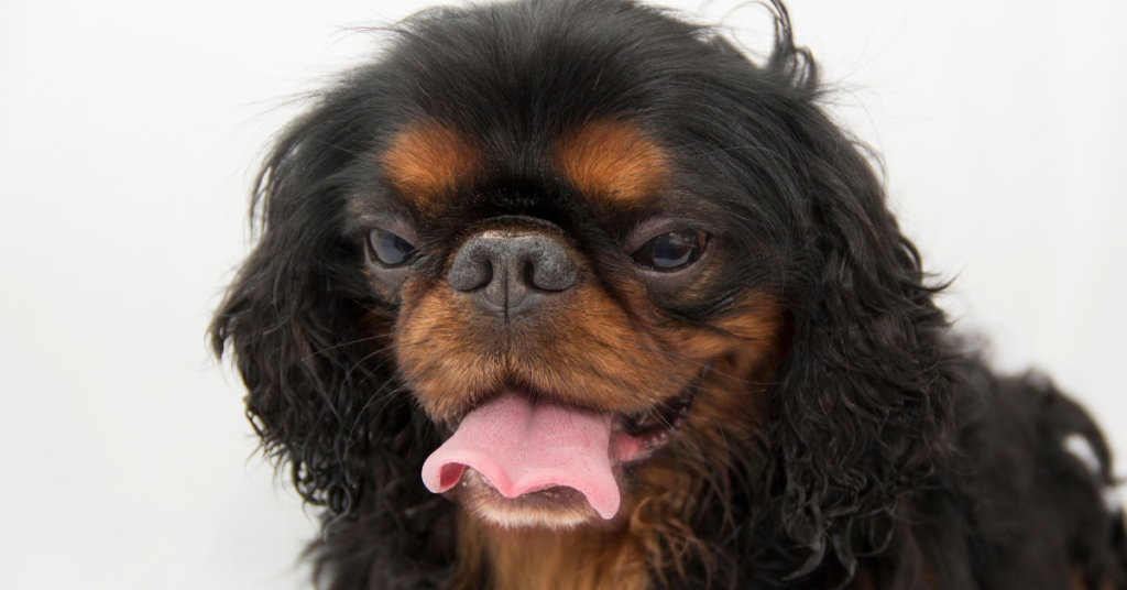 King Charles Spaniel AKA English Toy Spaniel