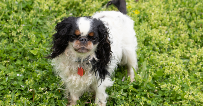 King Charles Spaniel: Royal Charm in a Small, Loving Package