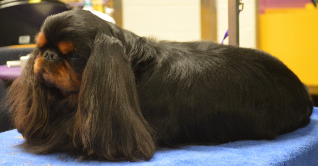 King Charles Spaniel AKA English Toy Spaniel
