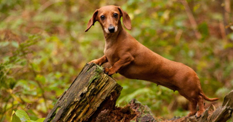 Dachshund: Small, Playful and Loyal “Wiener Dog” That’s Big on Personality
