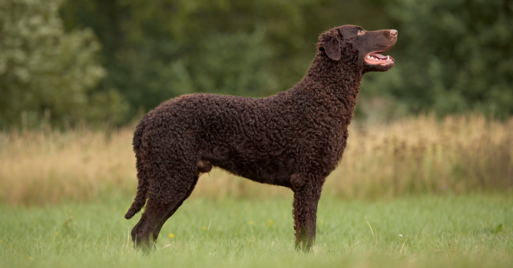 Curly-Coated Retriever