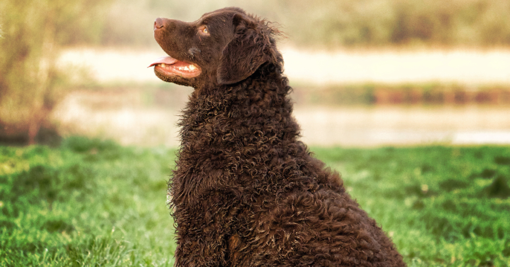 Curly-Coated Retriever