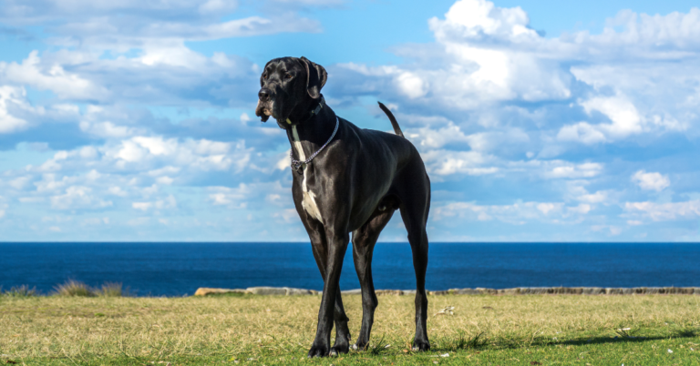 Great Dane: The Gentle Giant of the Dog World