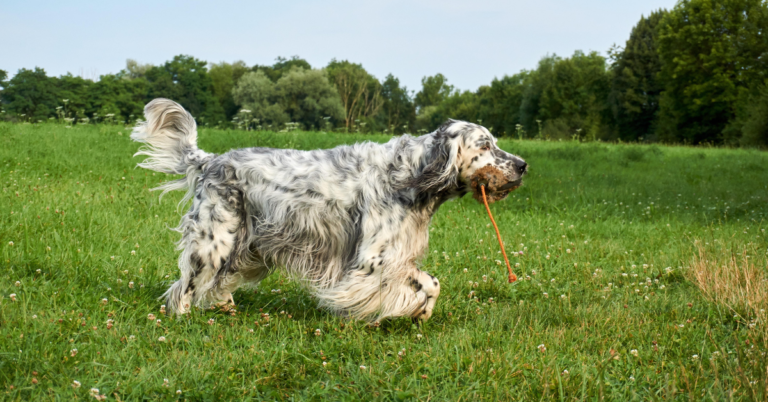 English Setter: Graceful, Gentle, and Beautifully Feathered