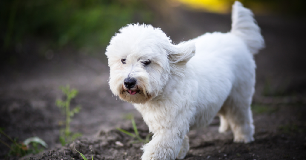 Coton de Tulear