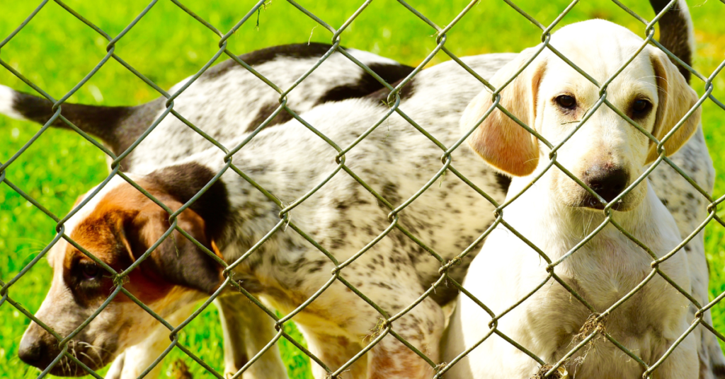 English Foxhound adult and puppy