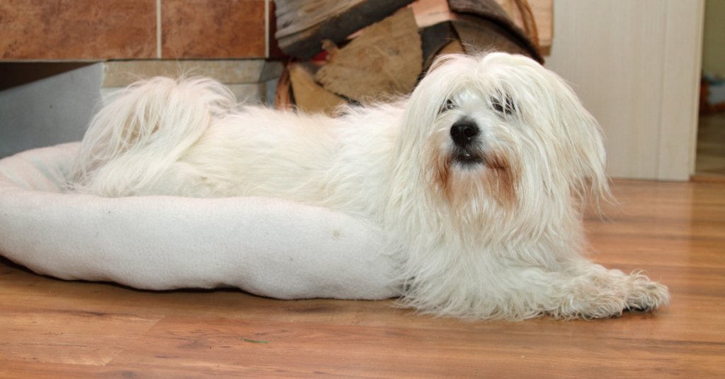 Coton de Tulear