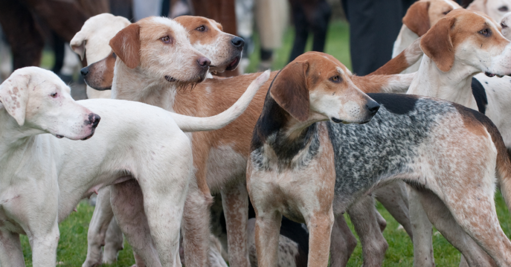 English Foxhounds