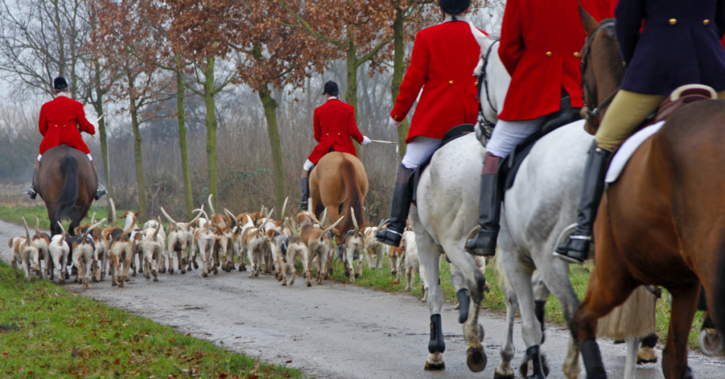 English Foxhounds on hunt