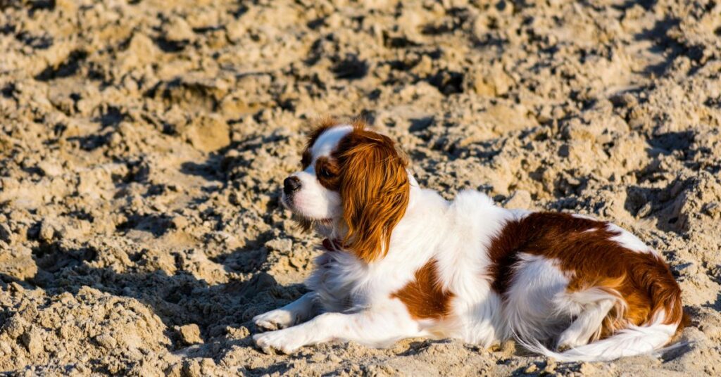 Cavalier King Charles Spaniel