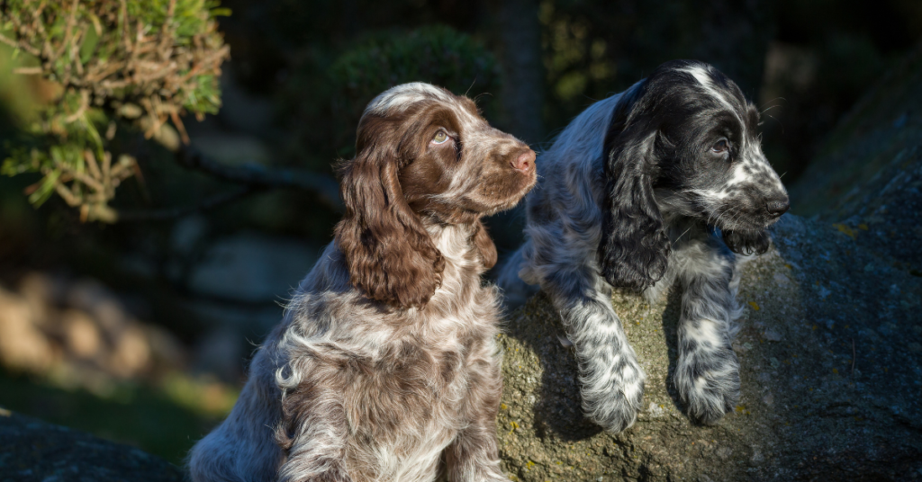 English Cocker Spaniel