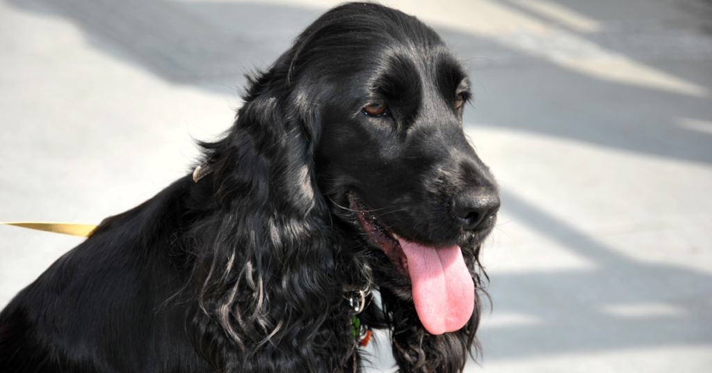 English Cocker Spaniel