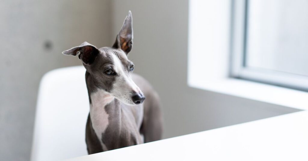 Italian Greyhound