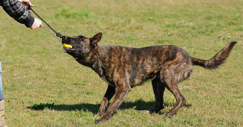 Dutch Shepherd