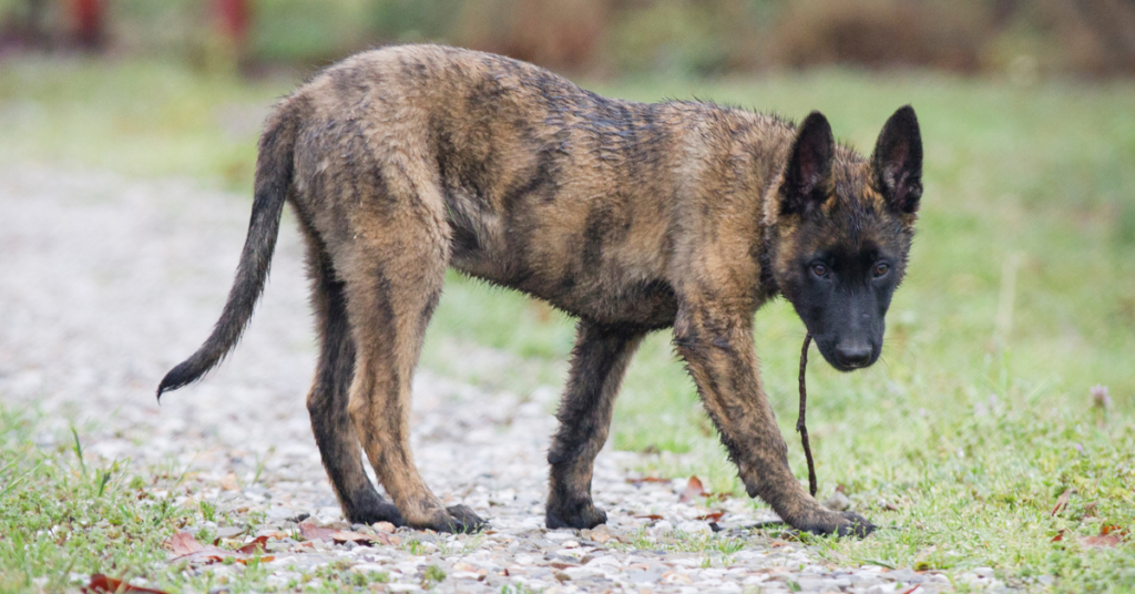 Dutch Shepherd Puppy