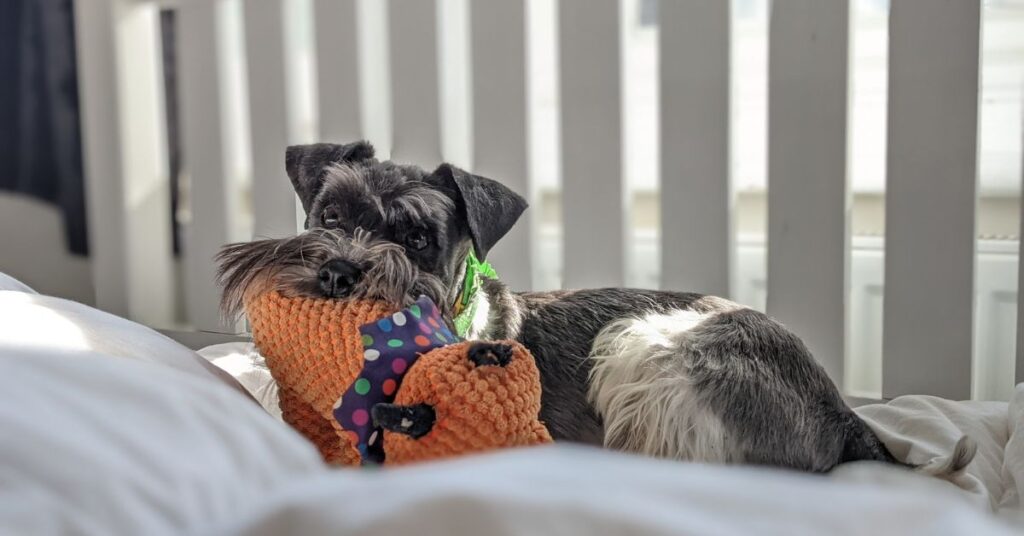 Schnauzer
