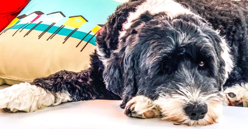 Portuguese Water Dog