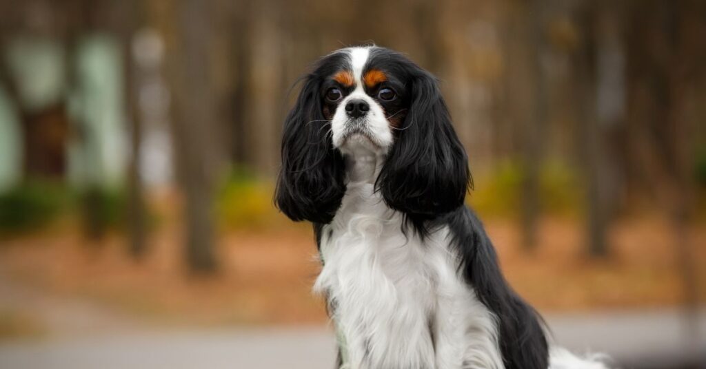 Cavalier King Charles Spaniel