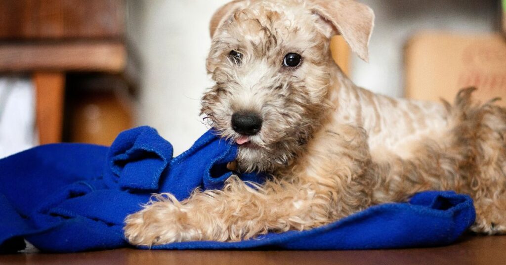 Soft Coated Wheaten Terrier