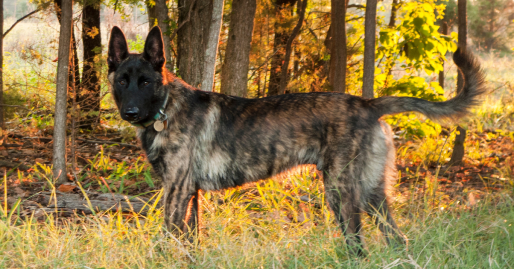 Dutch Shepherd