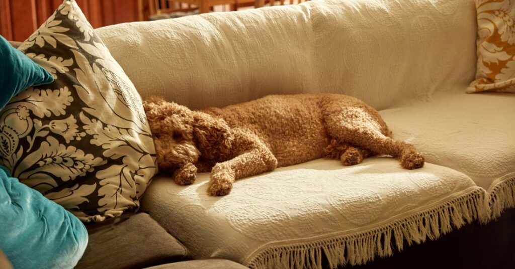 Labradoodle