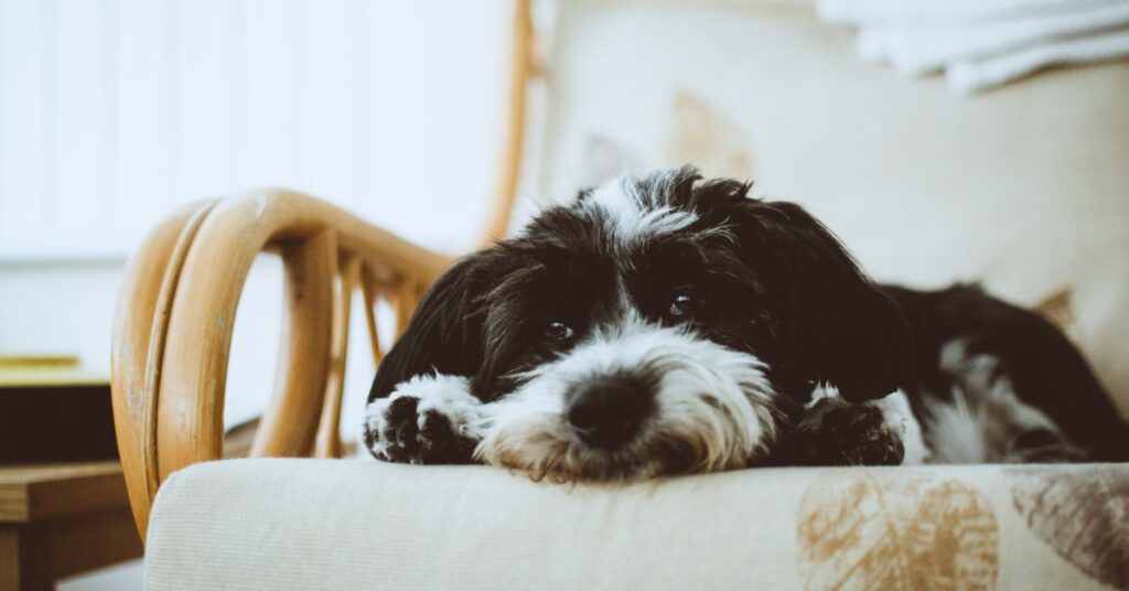 Havanese