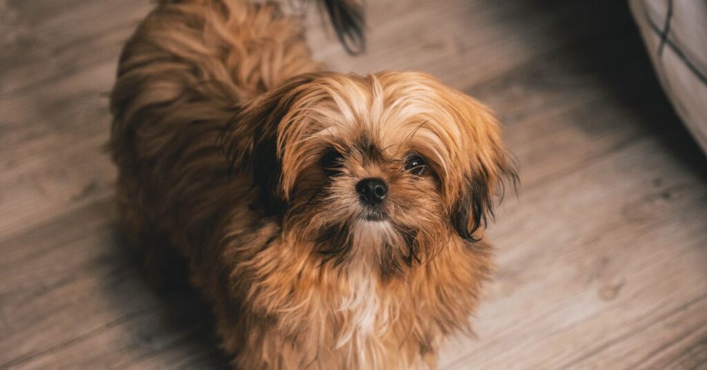 Shih Tzu