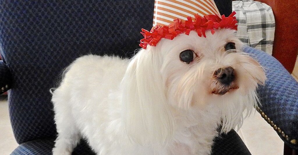 Maltese