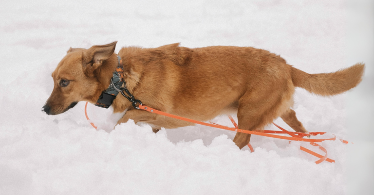 Chinook: The Friendly and rare Sled Dog From New Hampshire