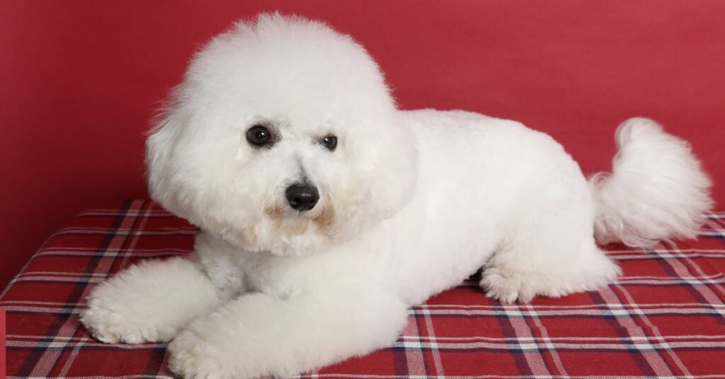 Bichon Frise