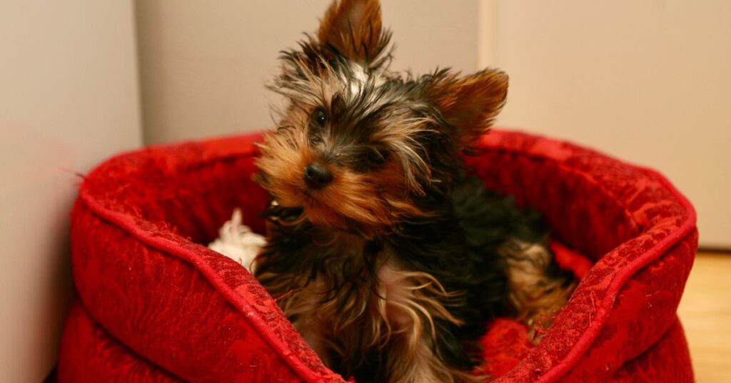 Yorkshire Terrier, Yorkie