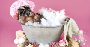 Schnauzer in a washtub with shower cap