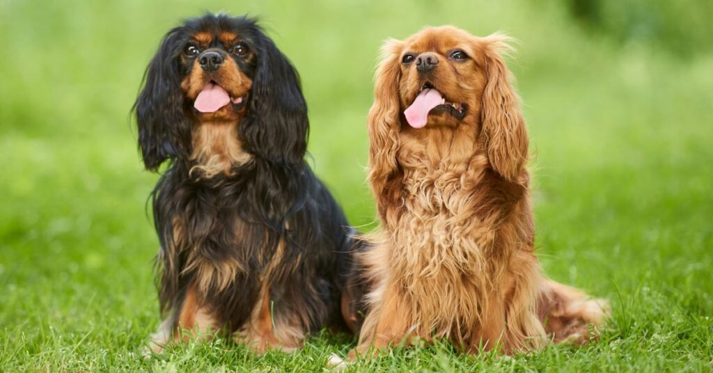 Cavalier King Charles Spaniels