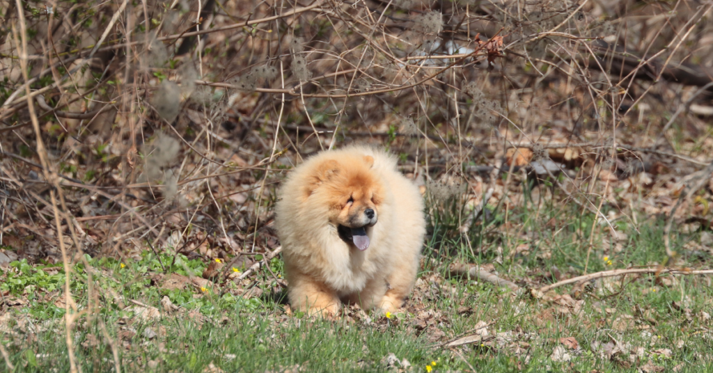 Chow Chow Puppy