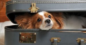 How Will You & Your Dog Travel? Small dog with head sticking out of a suitcase