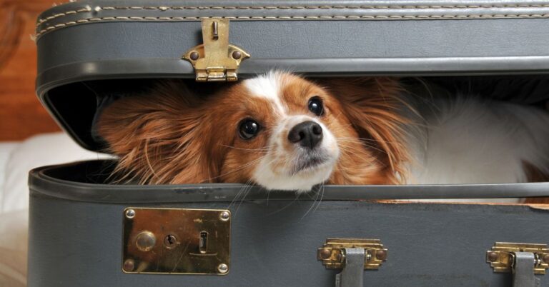 How Will You & Your Dog Travel? – Packing Lists, Safety Tips & Dog-Friendly Destinations
