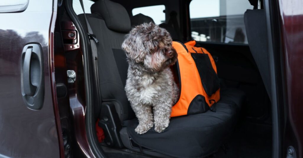 dog in backseat of a car with collapsible carrier