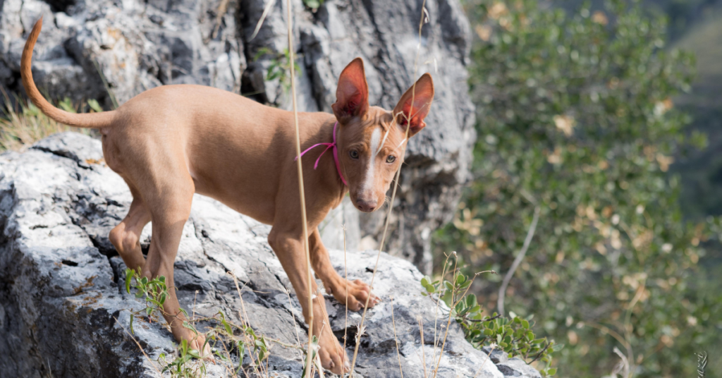 Cirneco Dell Etna  Puppy