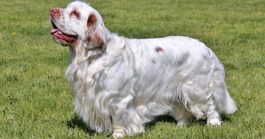 Clumber Spaniel