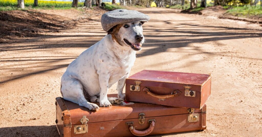 Dog wearing a hat sitting on top of 2 suitcases
