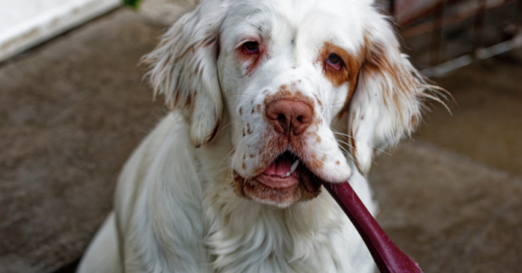 Clumber Spaniel