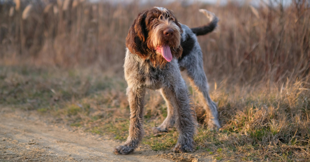 German Wirehaired Pointer