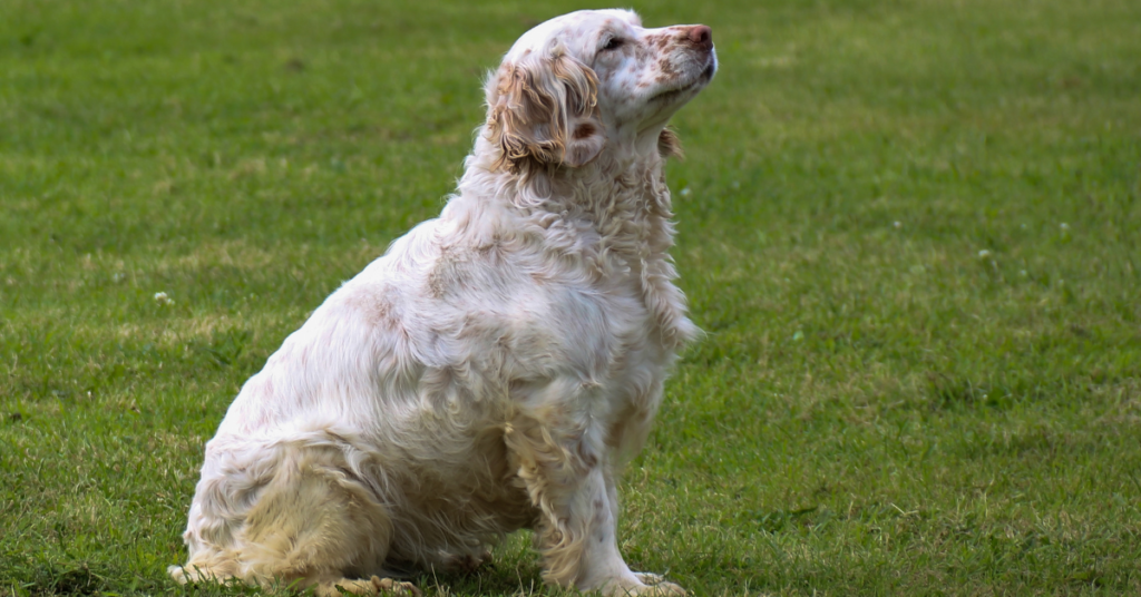 Clumber Spaniel