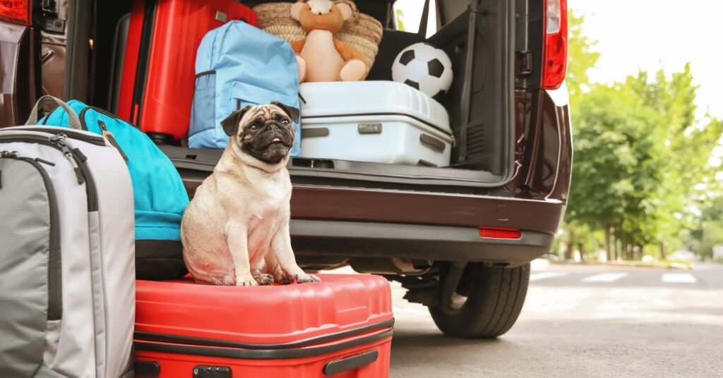 Pug sitting on a suitcase behind a car that is filled with travel bags, etc "Dog travel"